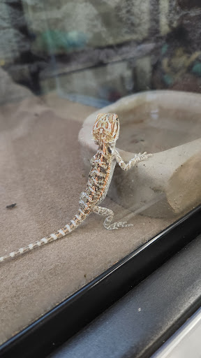 Pet Supply Store «Petco Animal Supplies», reviews and photos, 1080 S Main St, Kernersville, NC 27284, USA