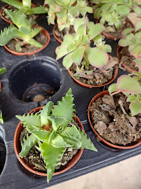 Garden Center at The Home Depot - Photo 6 - Car repair in Northville, MI, South Lyon