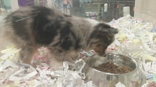 Pet Store «The Puppy Store», reviews and photos, 1163 Merrick Ave, Merrick, NY 11566, USA