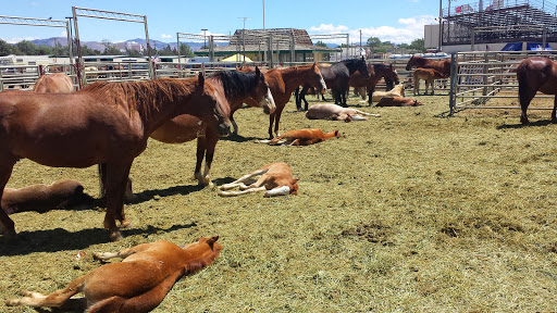 Event Venue «Reno-Sparks Livestock Events Center», reviews and photos, 1350 N Wells Ave, Reno, NV 89512, USA