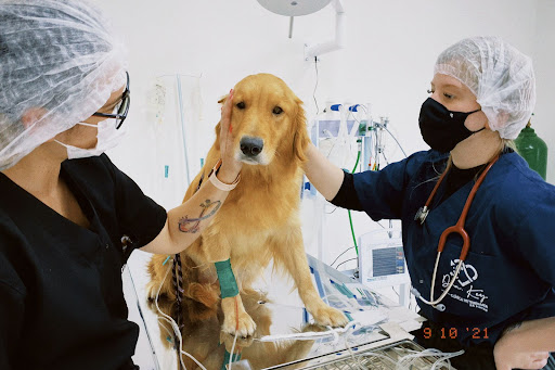 Dra. Key Clínica Veterinária 24h em São Bernardo do Campo - SP
