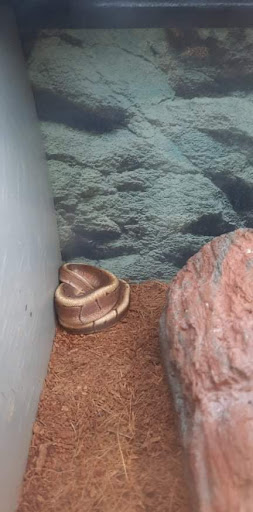 Pet Supply Store «Petco Animal Supplies», reviews and photos, 3835 Phoenix Ave, Fort Smith, AR 72903, USA