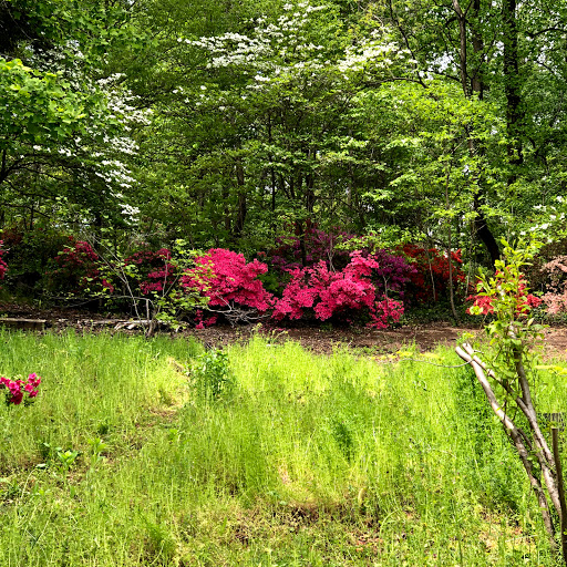 U.S. National Arboretum Azalea Collection