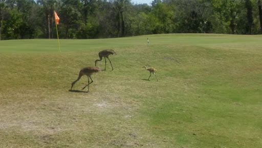 Country Club «Indian River Colony Club», reviews and photos, 1936 Freedom Dr, Melbourne, FL 32940, USA