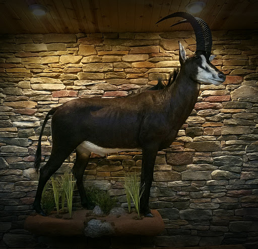 Taxidermist «HighPoint Taxidermy And Outfutters», reviews and photos, 14860 OH-13, Thornville, OH 43076, USA