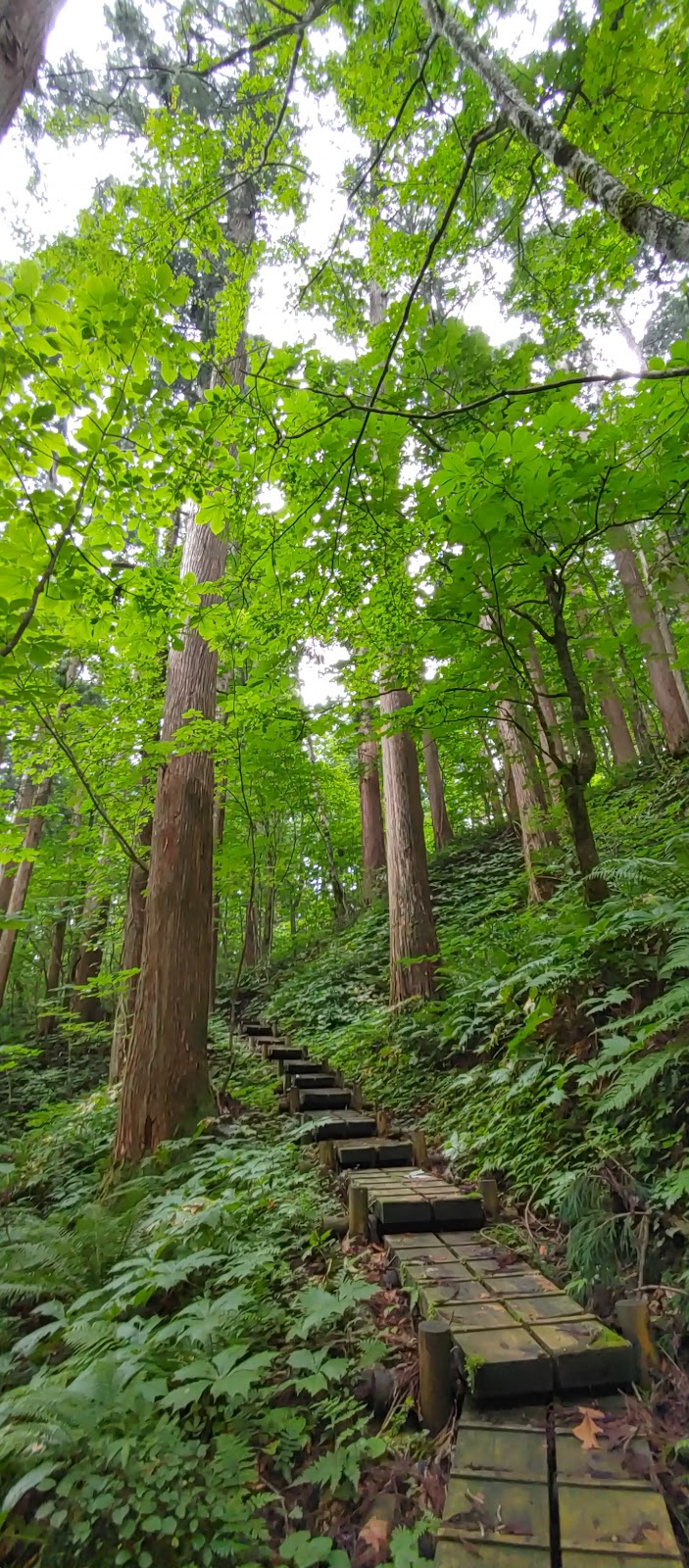 樹高日本一天然秋田杉「きみまち杉」