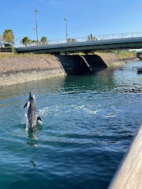 かごしま水族館 イルカ水路