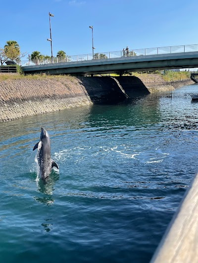 かごしま水族館 イルカ水路