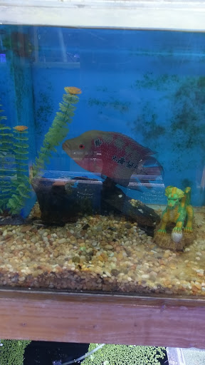 Tropical Fish Store «The Fish Store», reviews and photos, 12320 Lake City Way NE, Seattle, WA 98125, USA