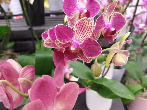 Grocery Store «Superior Grocers», reviews and photos, 7300 Atlantic Ave, Bell, CA 90201, USA