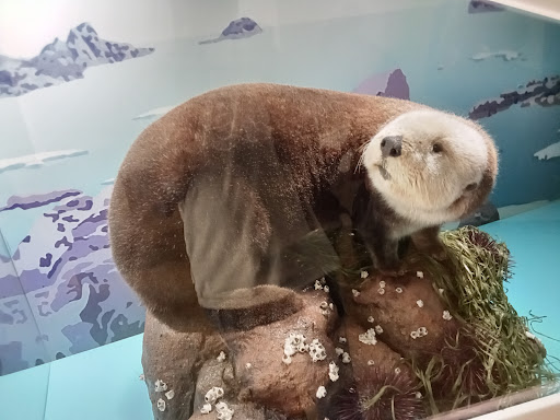 Gift Shop «Smithsonian Museum of Natural History Gift Shops», reviews and photos, 10th St NW & Constitution Avenue Northwest, Washington, DC 20004, USA