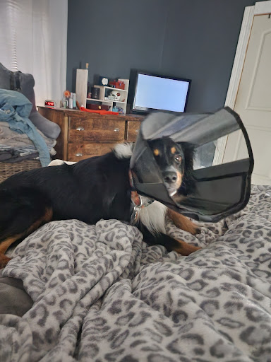 Finney Veterinary Services