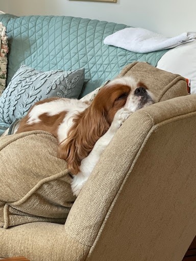 Shear PawFection Pet Spa