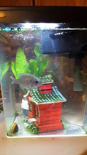 Pet Store «Hackettstown Pet Supplies», reviews and photos, 141 Main St, Hackettstown, NJ 07840, USA