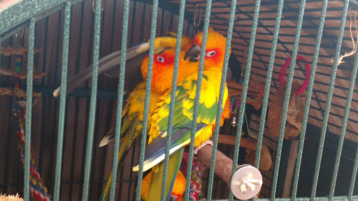 Pet Supply Store «PetKraze», reviews and photos, 100 Independent Way, Brewster, NY 10509, USA