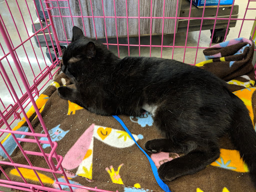 Pet Supply Store «Petco Animal Supplies», reviews and photos, 12444 NW 10th St #301, Yukon, OK 73099, USA