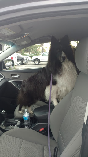 Used Car Dealer «Hertz Car Sales Ventura», reviews and photos, 6100 King Dr, Ventura, CA 93003, USA