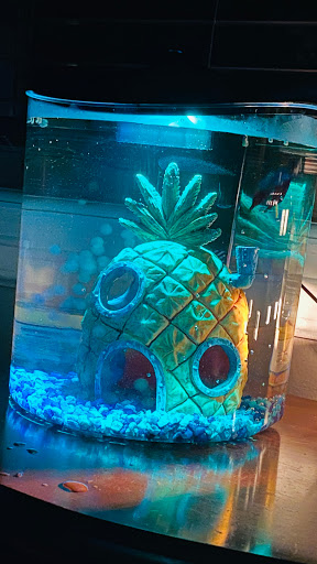 Pet Supply Store «Petco Animal Supplies», reviews and photos, 2406 Pass Rd, Biloxi, MS 39531, USA