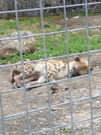OOPL WILDLIFE PARK, Olusegun Obasanjo Presidential Library, Abeokuta, Nigeria, Museum, state Ogun