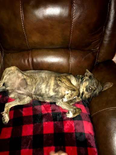 Pet Store «Tri-Creek Kennels», reviews and photos, 5641 US-129, Pendergrass, GA 30567, USA