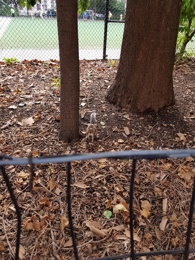 Park «Columbus Park», reviews and photos, 67 Mulberry St, New York, NY 10013, USA