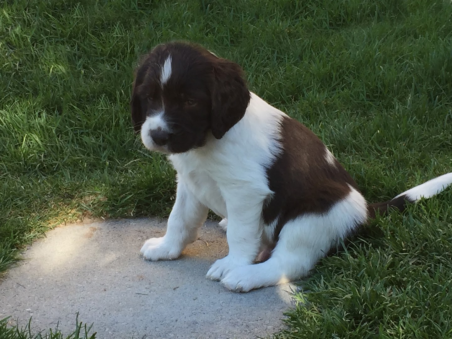 Dutchboy Kennels