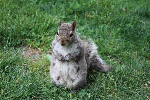 Park «Larz Anderson Park», reviews and photos, 325 Goddard Ave, Brookline, MA 02445, USA