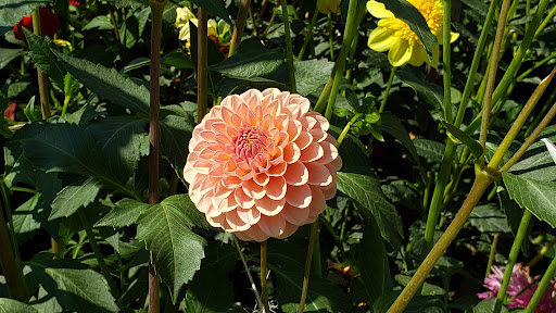 Park «Wilburton Hill Park», reviews and photos, 12400 Main St, Bellevue, WA 98005, USA