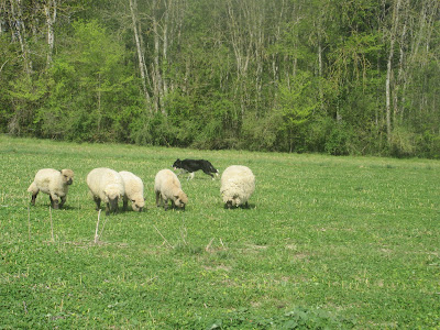 Moutons du Loir à Chauvigny-du-Perche