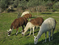 Les lamas du Barroux Le Barroux