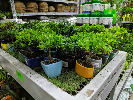 Tiendas para comprar plantas huerto Barranquilla