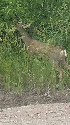 Event Venue «Planet Bluegrass», reviews and photos, 500 W Main St, Lyons, CO 80540, USA