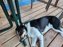 Kamerons K9's Doggy Daycare and Grooming - Photo 6 - Car repair in Myrtle Beach, SC, Myrtle Beach
