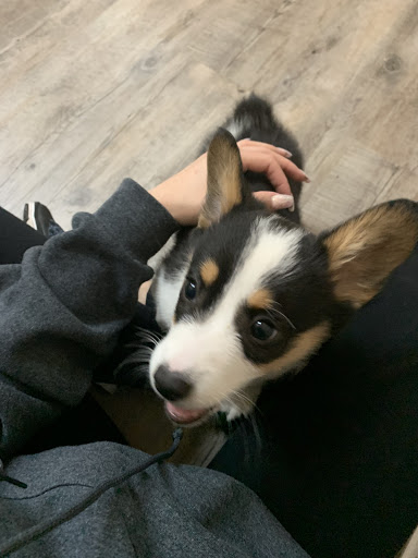 Dog Breeder «Playful Pets», reviews and photos, 115 Ridge Pike, Conshohocken, PA 19428, USA