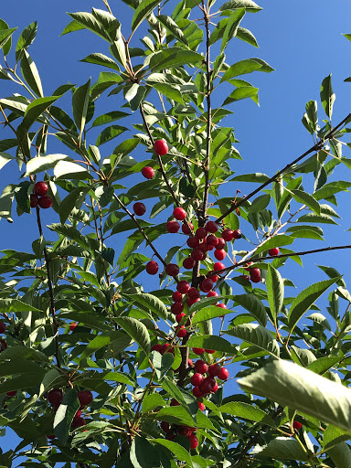 Produce Market «Brookwood Fruit Farm», reviews and photos, 7845 Bordman Rd, Almont, MI 48003, USA