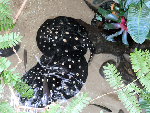 Aquarium «The Dallas World Aquarium», reviews and photos, 1801 N Griffin St, Dallas, TX 75202, USA