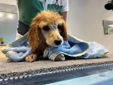Pretty Poodle Hundesalon & Spa 