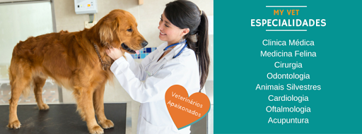My Vet Veterinary Clinic em São Paulo - SP