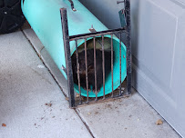 Elite animal control - Photo 4 - Car repair in , Denver