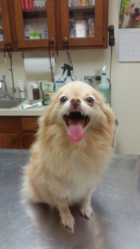 Newton County Animal Clinic