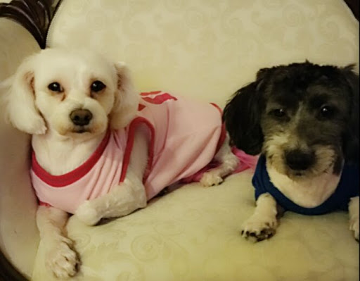 Pet Store «Cross Bronx Pet Shop», reviews and photos, 2064 Cross Bronx Expy, Bronx, NY 10472, USA