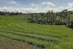 Tiying Gading Rice Terraces image