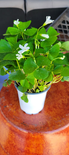 Florist «Plant Safari», reviews and photos, 653 N Central Ave, Upland, CA 91786, USA