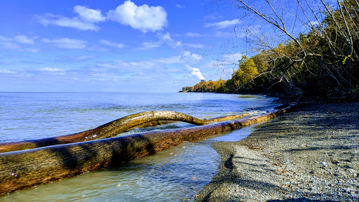 Lake Erie Bluffs (Lake Metroparks) image 6