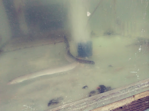 Tropical Fish Store «Aquatic Vision», reviews and photos, 6028 Pine Hill Rd, Port Richey, FL 34668, USA