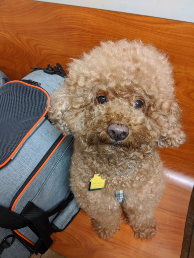 Pet Supply Store «PetSmart», reviews and photos, 238 Atlantic Ave, Brooklyn, NY 11201, USA