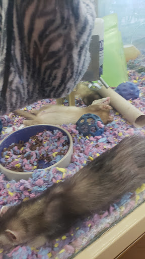 Pet Supply Store «Pet Supermarket», reviews and photos, 4690 W Irlo Bronson Memorial Hwy, Kissimmee, FL 34746, USA