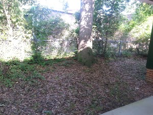Boxwood Park - photo 2