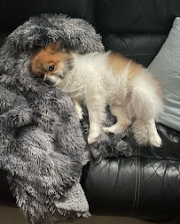 Jose’s Homestay for Pets - Photo 8 - Car repair in , Yonkers