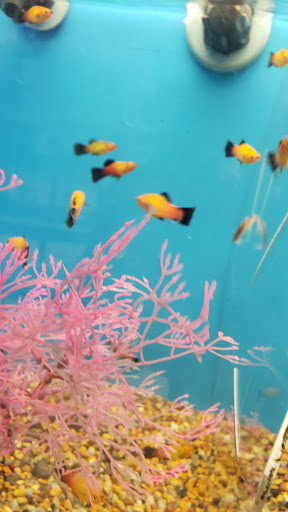 Pet Supply Store «PetSmart», reviews and photos, 67 Consumer Square, Plattsburgh, NY 12901, USA